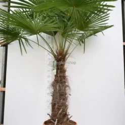 Trachycarpus Fortunei - Stam 100-120 Cm - Totale Hoogte 200-250 Cm - Pot Ø 50 Cm [pallet]