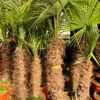Trachycarpus Fortunei Dubbelstam - Stam A 100-130 Cm - Stam B 70-130 Cm [pallet]