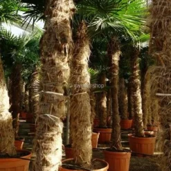 Trachycarpus Fortunei - Stam 140-160 Cm - Pot Ø 55 Cm [pallet]