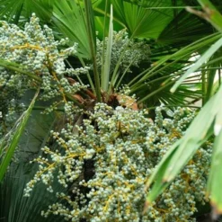 Trachycarpus Fortunei - Stam 160-180 Cm - Pot Ø 65 Cm [pallet] -Aanbiedingen Boom Licht Winkel 1991660571