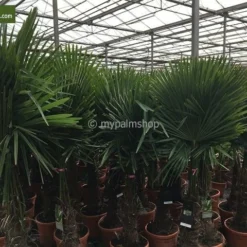 Trachycarpus Fortunei - Stam 275-300 Cm [pallet] -Aanbiedingen Boom Licht Winkel 1991660823