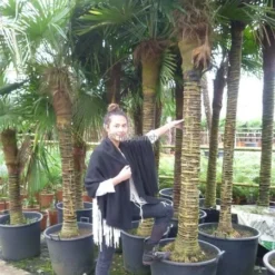 Trachycarpus Fortunei - Stam 275-300 Cm [pallet] -Aanbiedingen Boom Licht Winkel 1991660826
