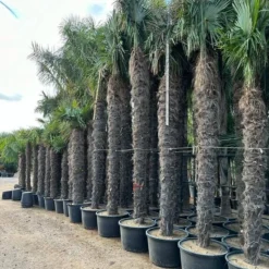 Trachycarpus Fortunei - Stam 400-450 Cm [pallet]