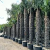 Trachycarpus Fortunei - Stam 500-550 Cm [pallet]