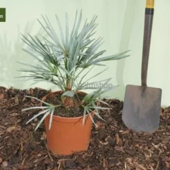 Chamaerops Humilis Cerifera - Totale Hoogte 50-70 Cm - Pot Ø 22 Cm -Aanbiedingen Boom Licht Winkel 1991661174