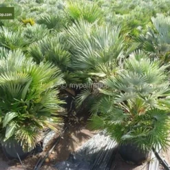 Chamaerops Humilis Vulcano - Totale Hoogte 50-60 Cm - Pot Ø 22 Cm -Aanbiedingen Boom Licht Winkel 1991661207