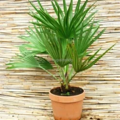 Chamaerops Humilis Vulcano - Totale Hoogte 50-60 Cm - Pot Ø 22 Cm -Aanbiedingen Boom Licht Winkel 1991661210