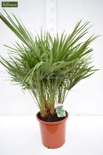 Chamaerops Humilis - Totale Hoogte 80-100 Cm - Pot Ø 27 Cm 2 Chamaerops Humilis - Totale Hoogte 80-100 Cm - Pot Ø 27 Cm - Afbeelding 2