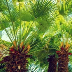 Chamaerops Humilis - Totale Hoogte 80-100 Cm - Pot Ø 27 Cm 7 Chamaerops Humilis - Totale Hoogte 80-100 Cm - Pot Ø 27 Cm -Aanbiedingen Boom Licht Winkel 1991661249