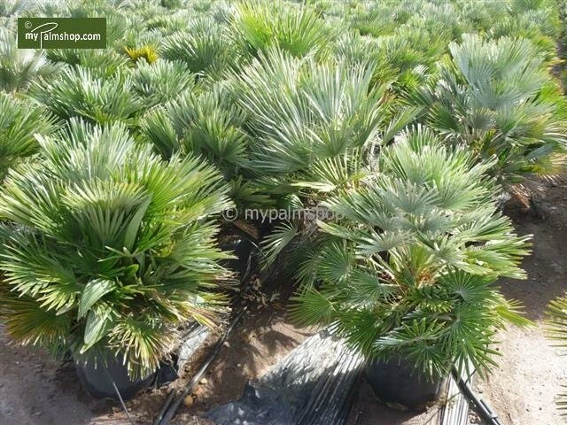 Chamaerops Humilis Vulcano - Totale Hoogte 60-80 Cm - Pot Ø 28 Cm 2 Chamaerops Humilis Vulcano - Totale Hoogte 60-80 Cm - Pot Ø 28 Cm - Afbeelding 2