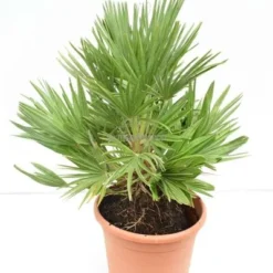Chamaerops Humilis Vulcano - Totale Hoogte 60-80 Cm - Pot Ø 28 Cm 6 Chamaerops Humilis Vulcano - Totale Hoogte 60-80 Cm - Pot Ø 28 Cm -Aanbiedingen Boom Licht Winkel 1991661333
