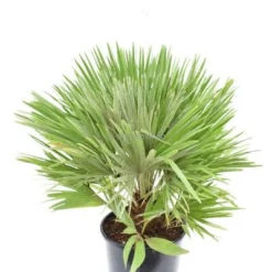 Chamaerops Humilis Vulcano - Totale Hoogte 60-80 Cm - Pot Ø 28 Cm 7 Chamaerops Humilis Vulcano - Totale Hoogte 60-80 Cm - Pot Ø 28 Cm -Aanbiedingen Boom Licht Winkel 1991661336