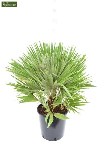 Chamaerops Humilis Vulcano - Totale Hoogte 60-80 Cm - Pot Ø 28 Cm 4 Chamaerops Humilis Vulcano - Totale Hoogte 60-80 Cm - Pot Ø 28 Cm - Afbeelding 4