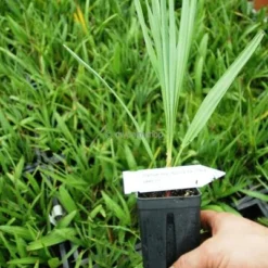 Chamaerops Humilis Cerifera - Stam 20-30 Cm - Totale Hoogte 110-130 Cm - Ø 40 Cm [pallet] -Aanbiedingen Boom Licht Winkel 1991661432