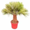 Chamaerops Humilis Vulcano - Dikke Stam 30-40 Cm - Totale Hoogte 150-170 Cm - Pot Ø 50 Cm [pallet]