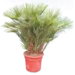 Chamaerops Humilis - Stam 25-35 Cm - Totale Hoogte 160-180 Cm - Pot Ø 58 Cm [pallet]