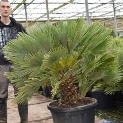 Chamaerops Humilis Vulcano - Totale Hoogte 130-150 Cm - Pot Ø 60 Cm [pallet]