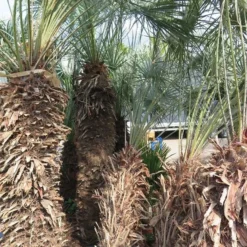 Chamaerops Humilis Cerifera - Stam 100+ Cm - Totale Hoogte 250+ Cm - Pot Ø 115 Cm [pallet]