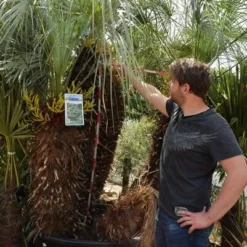 Chamaerops Humilis Cerifera - Stam 100+ Cm - Totale Hoogte 250+ Cm - Pot Ø 115 Cm [pallet] -Aanbiedingen Boom Licht Winkel 1991661597