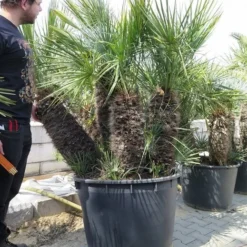 Chamaerops Humilis Cerifera - Stamomtrek 80-90 Cm - Stam 70-80 Cm - Totale Hoogte 200+ Cm - Pot Ø 85 Cm [pallet]