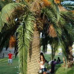 Phoenix Canariensis - Totale Hoogte 80-120 Cm - Pot Ø 26 Cm 7 Phoenix Canariensis - Totale Hoogte 80-120 Cm - Pot Ø 26 Cm -Aanbiedingen Boom Licht Winkel 1991661672