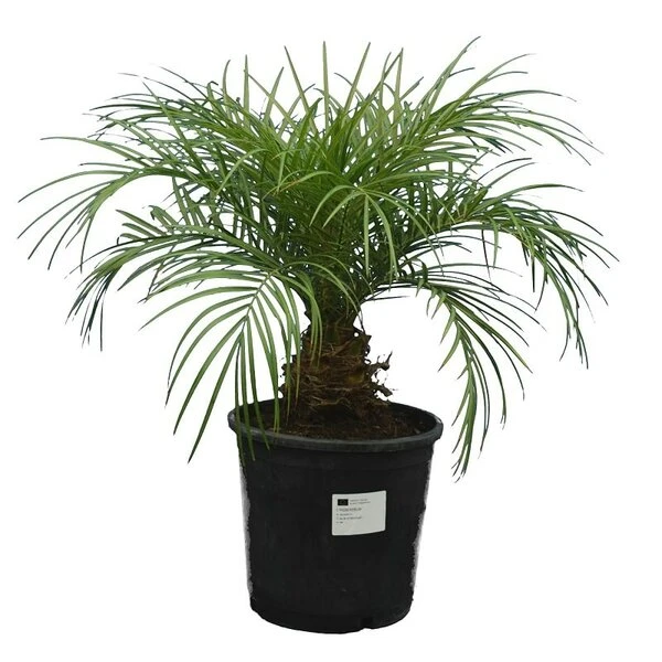 Phoenix Roebelenii - Stam 10-20 Cm - Totale Hoogte 70-90 Cm - Pot Ø 24 Cm 1 Phoenix Roebelenii - Stam 10-20 Cm - Totale Hoogte 70-90 Cm - Pot Ø 24 Cm
