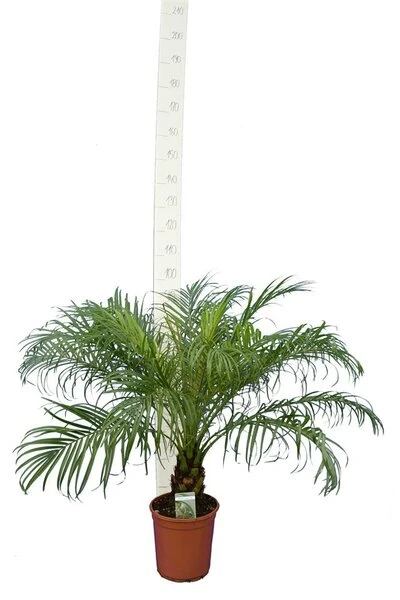 Phoenix Roebelenii - Stam 10-20 Cm - Totale Hoogte 70-90 Cm - Pot Ø 24 Cm 2 Phoenix Roebelenii - Stam 10-20 Cm - Totale Hoogte 70-90 Cm - Pot Ø 24 Cm - Afbeelding 2