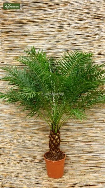 Phoenix Roebelenii - Stam 10-20 Cm - Totale Hoogte 70-90 Cm - Pot Ø 24 Cm 3 Phoenix Roebelenii - Stam 10-20 Cm - Totale Hoogte 70-90 Cm - Pot Ø 24 Cm - Afbeelding 3