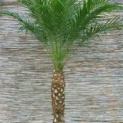 Phoenix Roebelenii - Stam 10-20 Cm - Totale Hoogte 70-90 Cm - Pot Ø 24 Cm 7 Phoenix Roebelenii - Stam 10-20 Cm - Totale Hoogte 70-90 Cm - Pot Ø 24 Cm -Aanbiedingen Boom Licht Winkel 1991661756