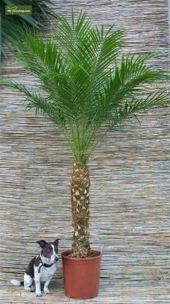 Phoenix Roebelenii - Stam 10-20 Cm - Totale Hoogte 70-90 Cm - Pot Ø 24 Cm 4 Phoenix Roebelenii - Stam 10-20 Cm - Totale Hoogte 70-90 Cm - Pot Ø 24 Cm - Afbeelding 4