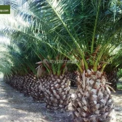 Phoenix Canariensis - Pot Ø 55 Cm [pallet] -Aanbiedingen Boom Licht Winkel 1991661873
