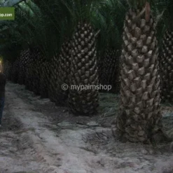 Phoenix Canariensis - Pot Ø 55 Cm [pallet] -Aanbiedingen Boom Licht Winkel 1991661876