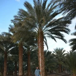 Phoenix Dactylifera - Stam 50-60 Cm [pallet] -Aanbiedingen Boom Licht Winkel 1991661921