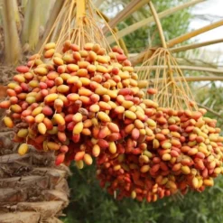 Phoenix Dactylifera - Stam 50-60 Cm [pallet] -Aanbiedingen Boom Licht Winkel 1991661924