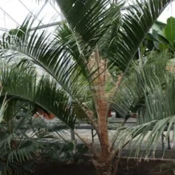 Butia Nabonnandii (Butyagrus) - 43 Ltr [pallet] -Aanbiedingen Boom Licht Winkel 1991662047