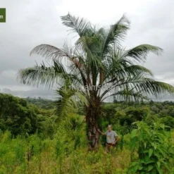 Butia Nabonnandii (Butyagrus) - 43 Ltr [pallet] -Aanbiedingen Boom Licht Winkel 1991662050