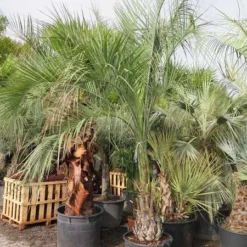 Butia Capitata Var. Odorata - Stam 80-100 Cm - Totale Hoogte 300+ Cm - Pot 160 Ltr [pallet] -Aanbiedingen Boom Licht Winkel 1991662113