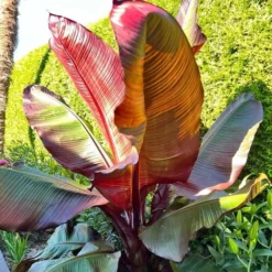 Ensete Maurelli - Pot Ø 24 Cm 7 Ensete Maurelli - Pot Ø 24 Cm -Aanbiedingen Boom Licht Winkel 1991662581