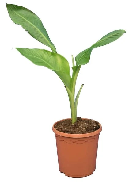 Ensete Ventricosum - Totale Hoogte 60-100 Cm - Pot Ø 23 Cm 1 Ensete Ventricosum - Totale Hoogte 60-100 Cm - Pot Ø 23 Cm