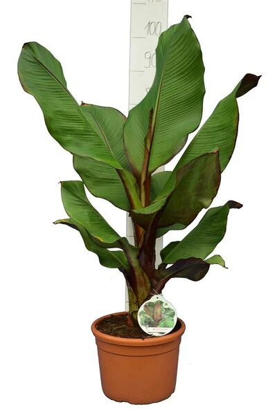 Ensete Maurelli - Pot Ø 26 Cm 1 Ensete Maurelli - Pot Ø 26 Cm