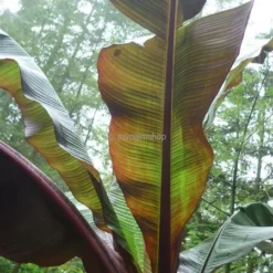 Ensete Maurelli - Pot Ø 26 Cm 6 Ensete Maurelli - Pot Ø 26 Cm -Aanbiedingen Boom Licht Winkel 1991662629