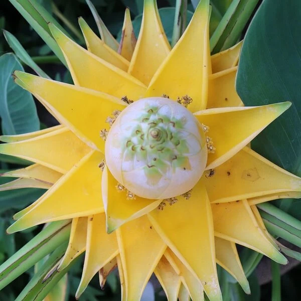 Musella Lasiocarpa - Pot Ø 19 Cm 2 Musella Lasiocarpa - Pot Ø 19 Cm - Afbeelding 2