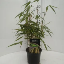 Fargesia Robusta - Totale Hoogte 40+ Cm - Pot 2 Ltr