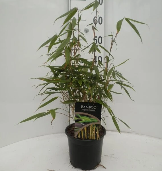 Fargesia Robusta - Totale Hoogte 40+ Cm - Pot 2 Ltr 1 Fargesia Robusta - Totale Hoogte 40+ Cm - Pot 2 Ltr
