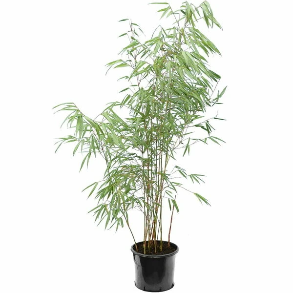 Fargesia Scabrida - Pot 10 Ltr 1 Fargesia Scabrida - Pot 10 Ltr