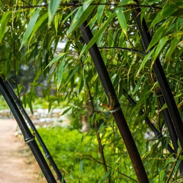 Fargesia Nitida Black Pearl - Totale Hoogte 60+ Cm - Pot 2 Ltr 1 Fargesia Nitida Black Pearl - Totale Hoogte 60+ Cm - Pot 2 Ltr