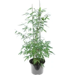 Fargesia Nitida Black Pearl - Totale Hoogte 60+ Cm - Pot 2 Ltr 5 Fargesia Nitida Black Pearl - Totale Hoogte 60+ Cm - Pot 2 Ltr -Aanbiedingen Boom Licht Winkel 1991665311