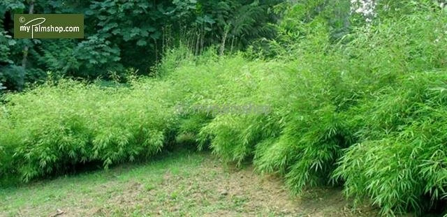 Fargesia Rufa - Pot 10 Ltr 2 Fargesia Rufa - Pot 10 Ltr - Afbeelding 2