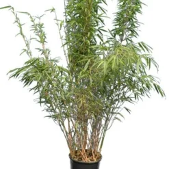 Fargesia Rufa - Pot 10 Ltr 5 Fargesia Rufa - Pot 10 Ltr -Aanbiedingen Boom Licht Winkel 1991665356
