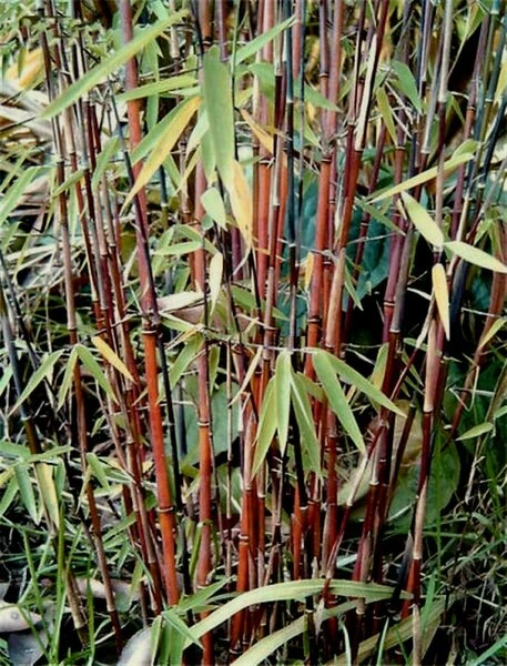 Fargesia Jiuzhaigou - Pot 10 Ltr 1 Fargesia Jiuzhaigou - Pot 10 Ltr